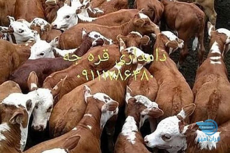 خرید و فروش گوساله سیمینتال