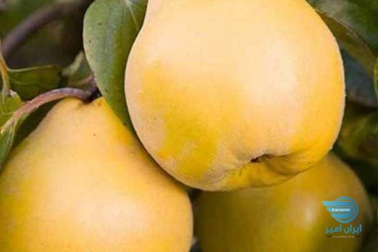 نهالستان و نهال فروشی ایران نهال