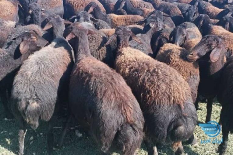 گوسفند شال دوقلوزا اصلاح شده دوقلوزا و قزل افشار