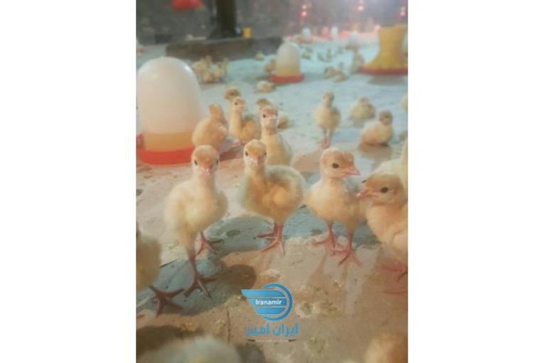 فروش جوجه بوقلمون بیوتی و بهترین خریدار09131007689