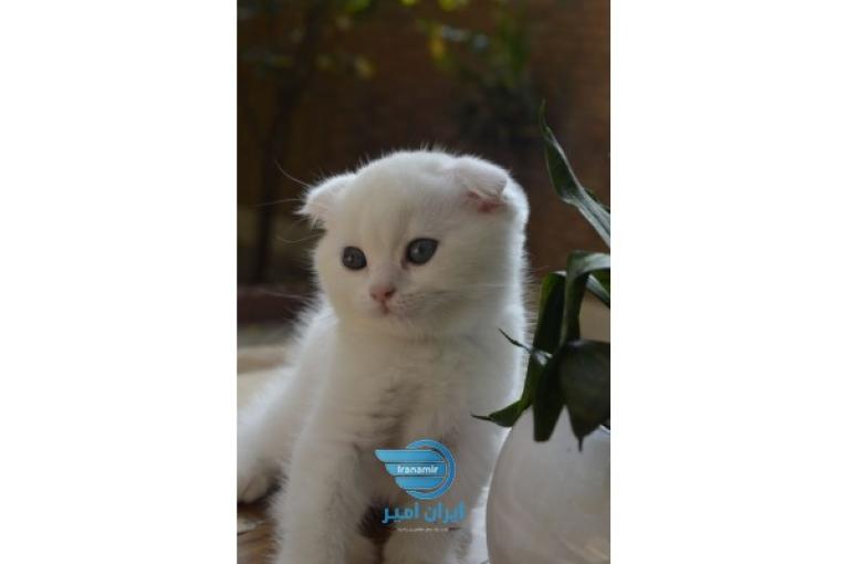 فروش گربه نژاددار