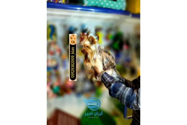 فروش سگ یورکشایر عروسکی بالغ