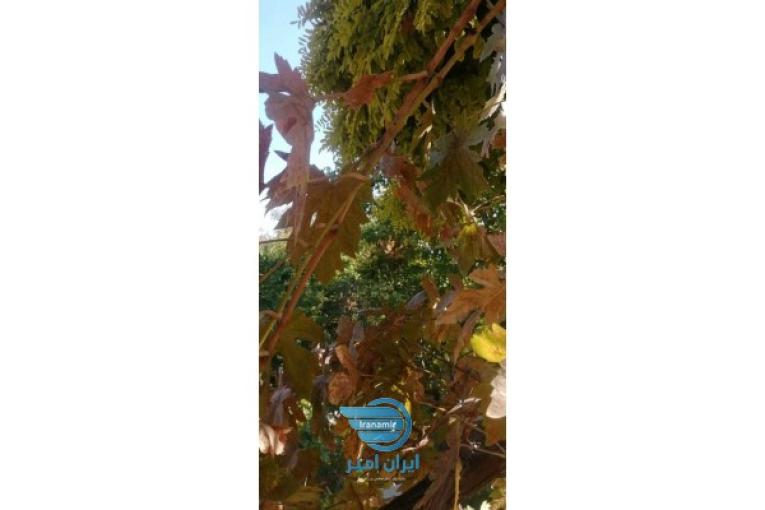 فروش باغچه 360 متری در دماوند"جابان