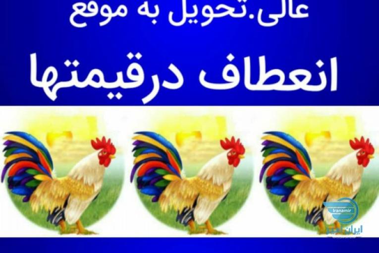 شانه تخم مرغ و کارتن