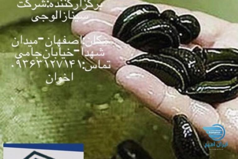 پرورش زالو شغل خانگی پردرآمد با حداقل سرمایه