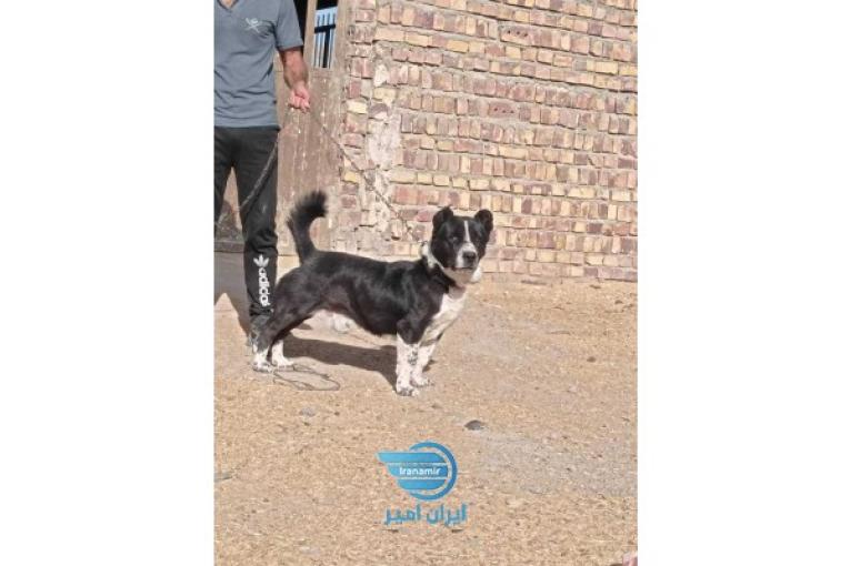 پاکوتاه نر