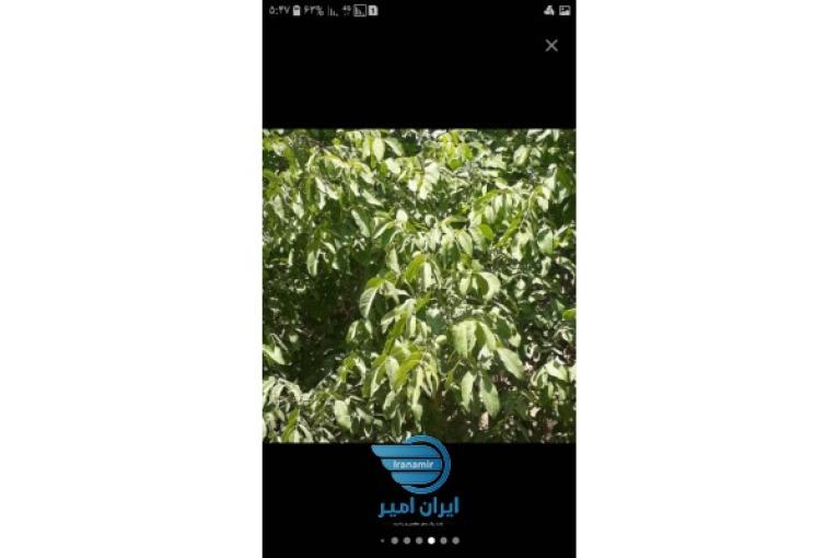 فروش باغ زمین کشاورزی با موقعیت مناسب و قیمت عالی