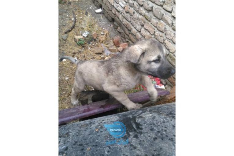 توله سرابی اصیل