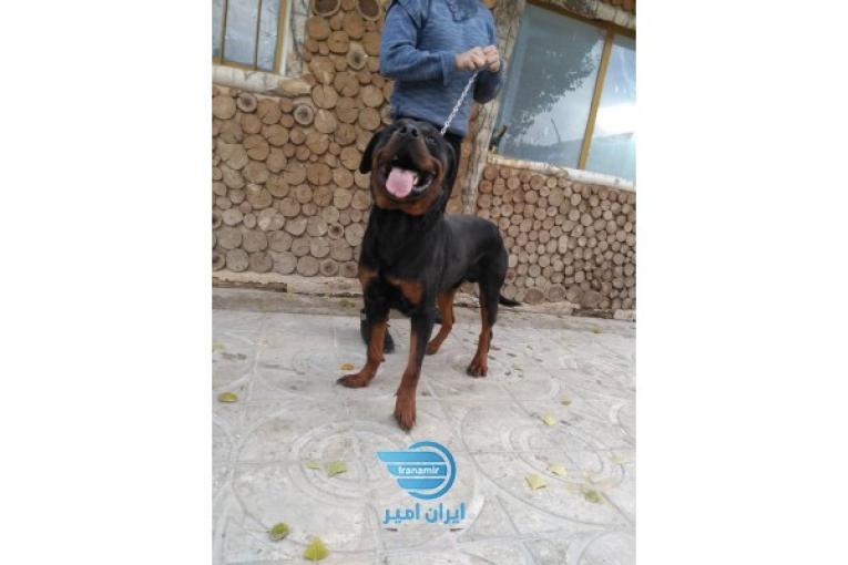 روتوایلر پوزه دلقکی
