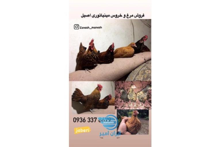 فروش مر‌و خروس مینیاتوری پولکی اصیل