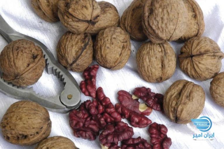 آغاز پیش فروش نهال گردوی وارداتی چندلر،فرنوت،فرانکت،فرنت