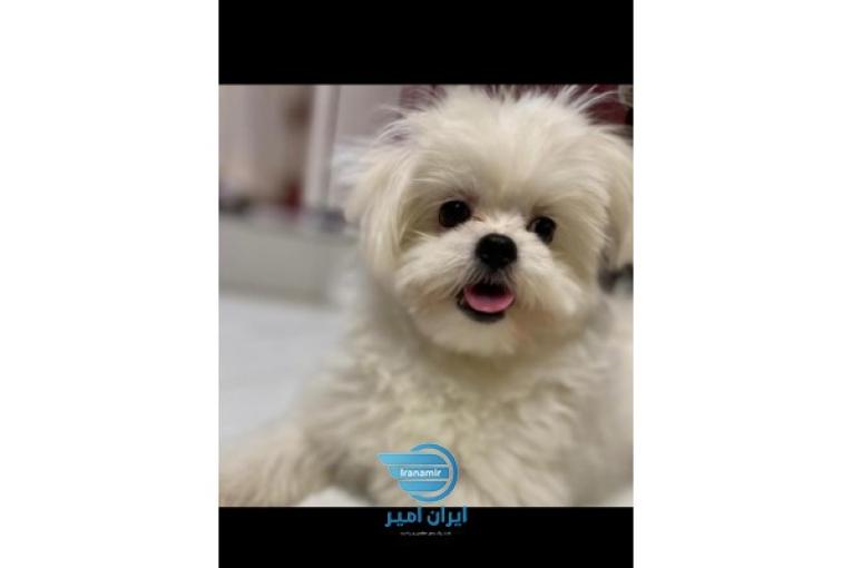 سگ مالتیز نر 8 ماهه