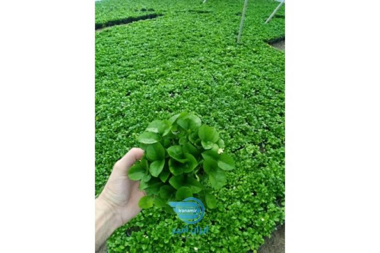 فروش و پیش فروش سبزه نارنج