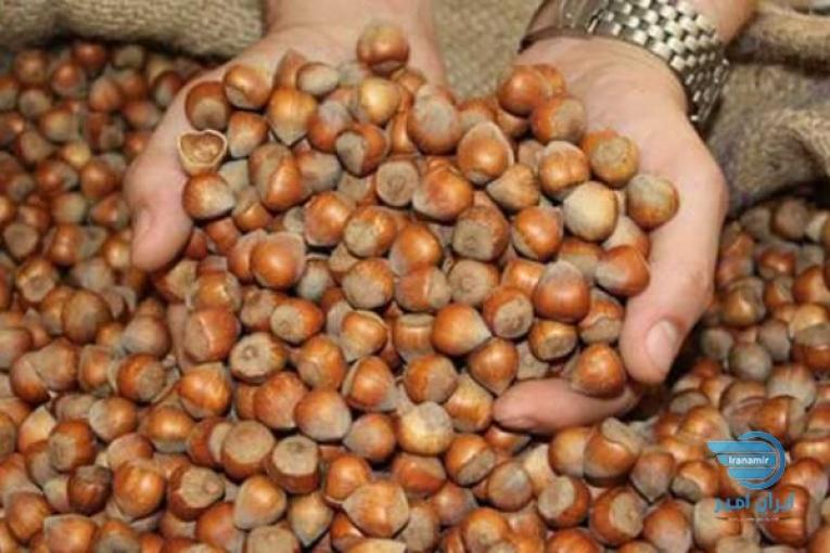 فندق درشت پرمغز بدون پوسیدگی و کپک زدگی