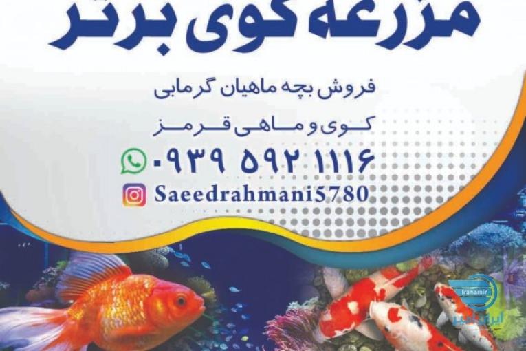 فروش ماهی کوی بچه ماهی گرم آبی و ماهی قرمز