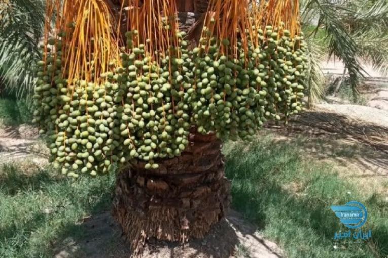 فروش انواع پاجوش نخل خرما تضمینی 