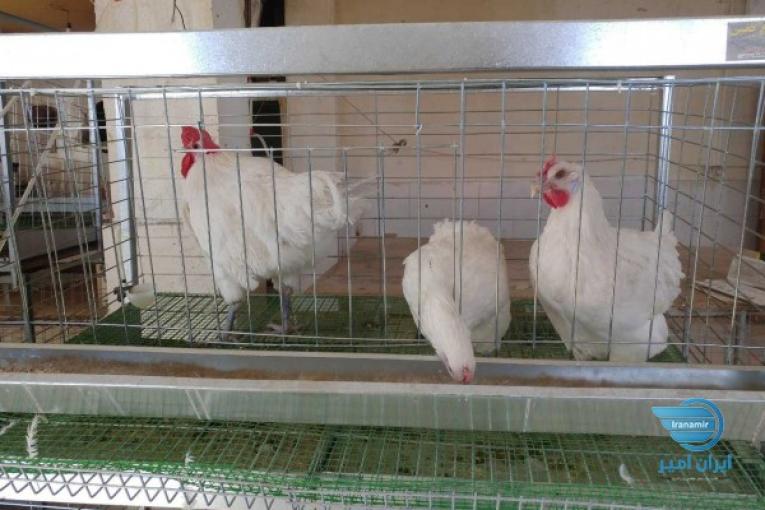 فروش مرغ خروس ایام سمانی و برسه