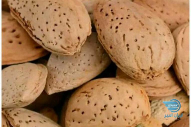 بادام درختی سنگی پر مغز صدرصد شیرین کویر خراسان جنوبی