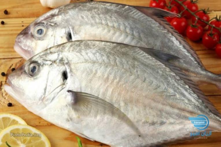 فروش انواع ماهی ومیگو