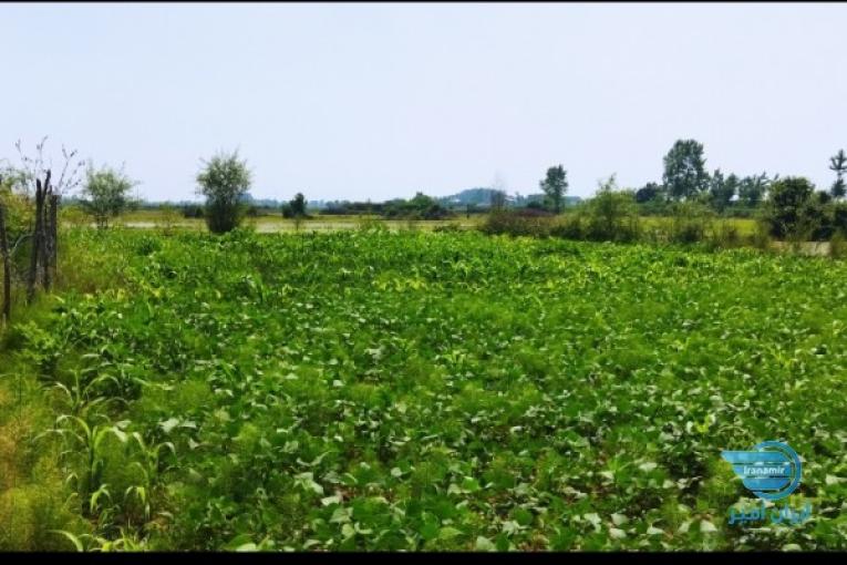 فروش زمین باغی واقع در روستای توریستی کوچکده لاهیجان