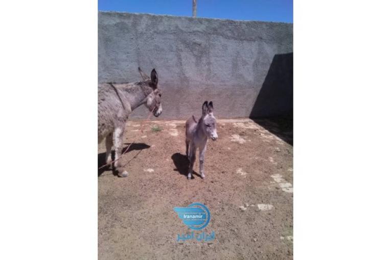 شیر تازه الاغ. 