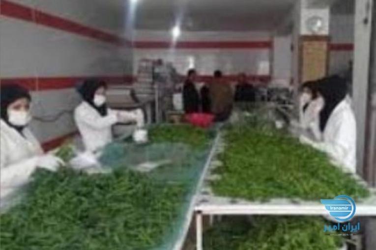 فروش سبزی آماده،سبزی خشک ، سبزی خورشتی،سبزی آش،سبزی دلمه