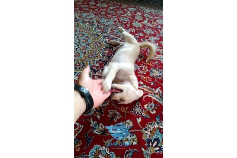 سگ شی هوا هوا میکس