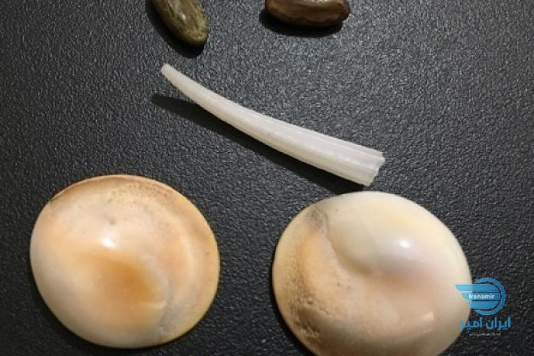 مهره مار اصل/تضمینی