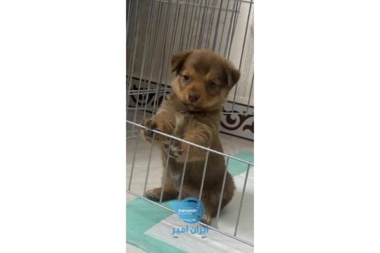 توله سگ اشپیتز ۴۵ روزه همراه وسایل