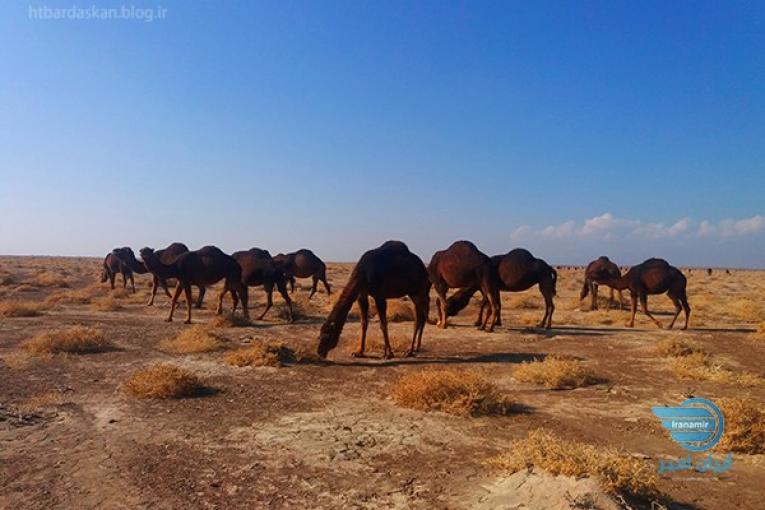 بومگردی و آرامش روح