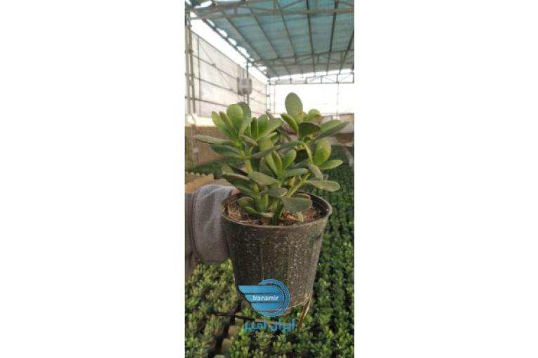 کراسولا، گیاه یشم، فروش عمده گل کراسولا، آواتا طلائی، گل عمده، گیاه آپارتمانی ،صادرات گیاه،گیاه ثروت 