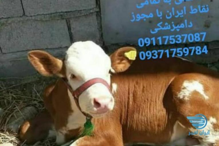 فروش گوساله های سیمینتال و هلشتاین 