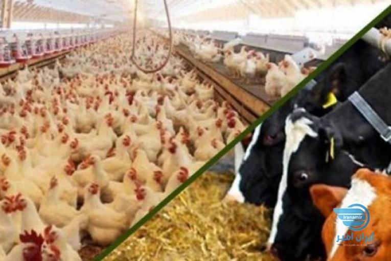 فروش خوراک دام و طیور (تا 3000 ارزانتر)،انواع خوراک پلت،انواع کنسانتره دامی و…