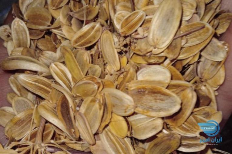 بذرانغوزه آنقوزه وهینگ 