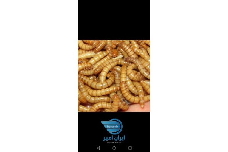 آموزش پرورش میل ورم