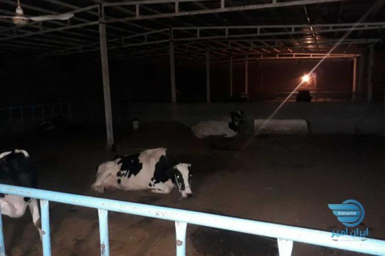فروش گاوداری ۱۰۰راسی