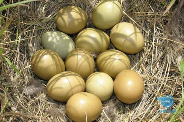 فروش تخم قرقاول آمریکایی 