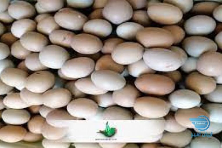 فروش تخم قرقاول آمریکایی 