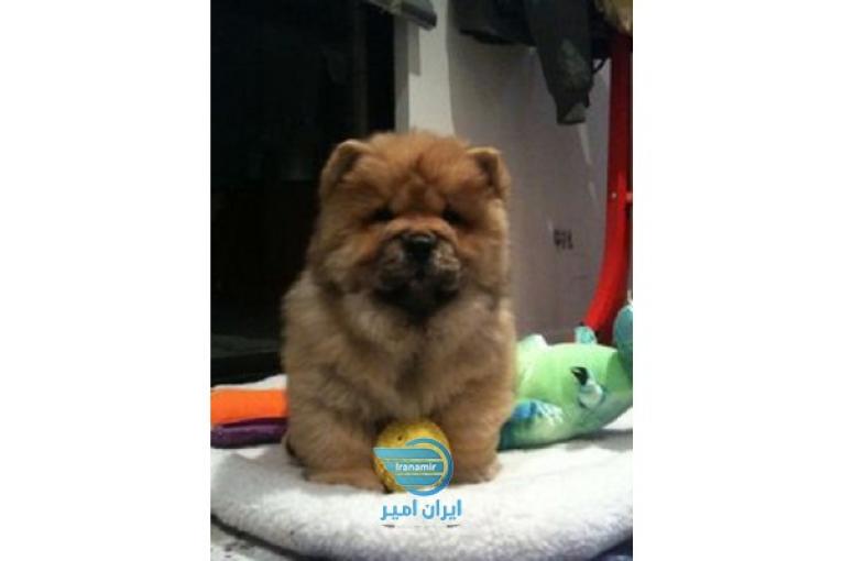 چاو چاو پاپی اصیل