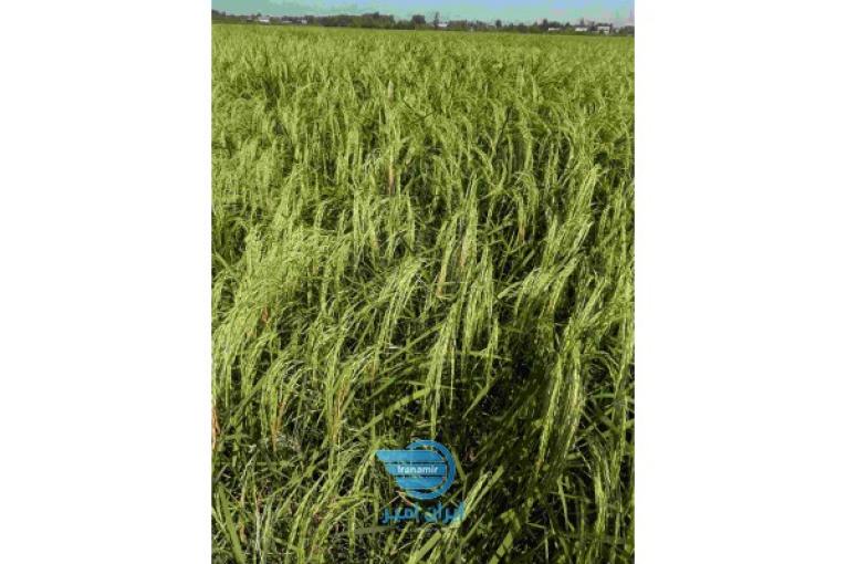 فروش شالیزاردرآستانه اشرفیه
