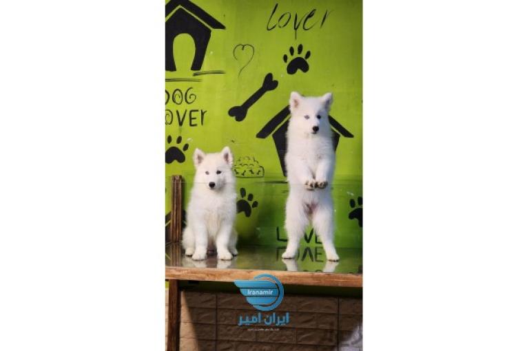 توله مالاموت هاسکی ماده
