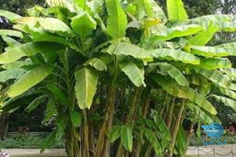 درخت موز با قیمتی استثنایی