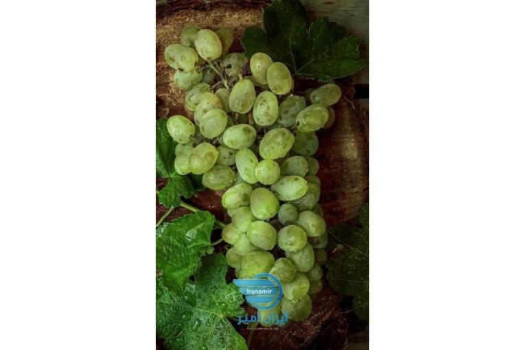 تولید شیره انگور