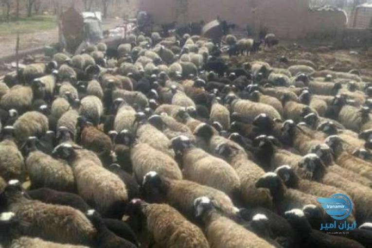 فروش گوسفند برتر نژاد شال و افشار
