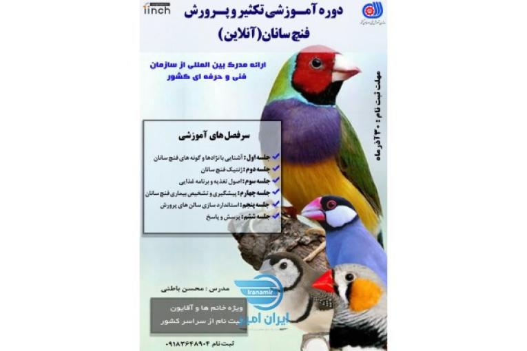 آموزش تکثیر و پرورش فنچ سانان