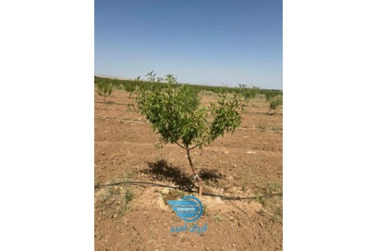 فروش باغات چهارهزارمتری مجتمع باغچه ای مزرعه بادام چسکین