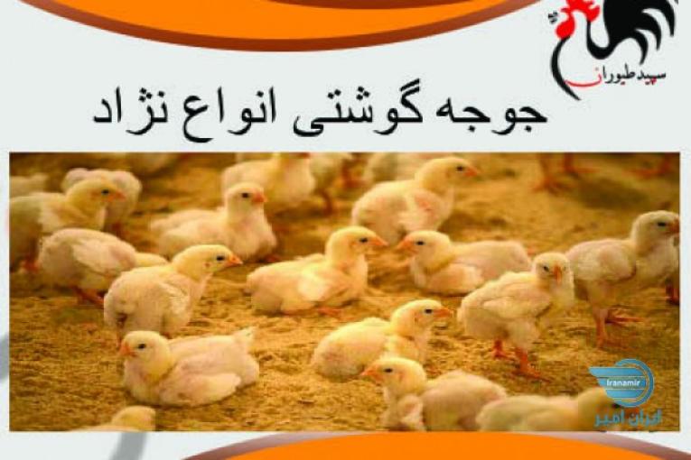 نازل ترین قیمت جوجه مرغ یک روزه گوشتی - طیور