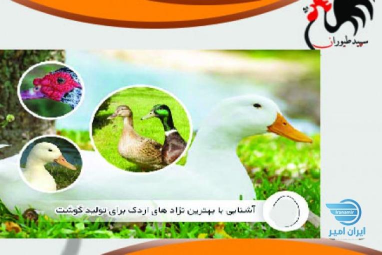 قیمت جوجه اردک یک روزه ، قیمت جوجه اردک پکنی