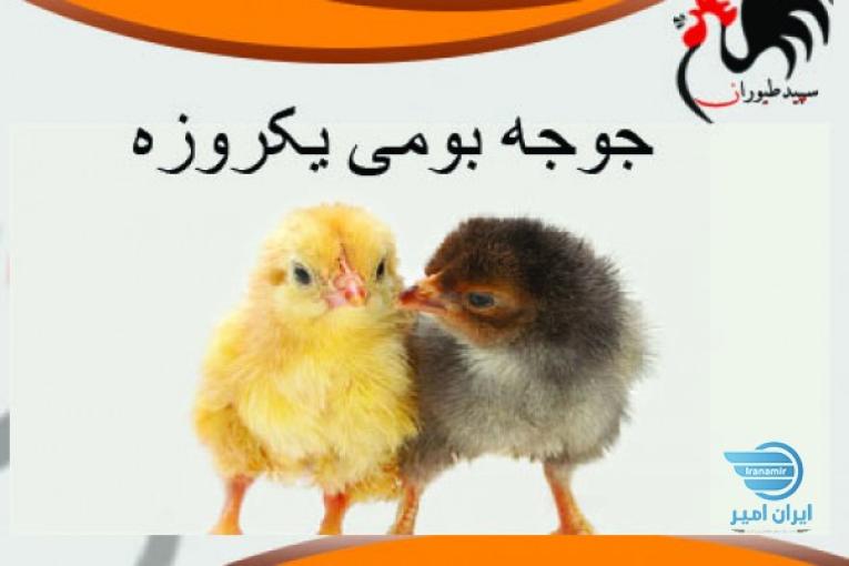 قیمت جوجه بومی، قیمت جوجه یک روزه لوهمن - طیور
