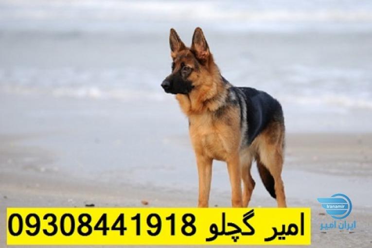 خرید فروش سگ نگهبان سگ ژرمن شپرد اصیل